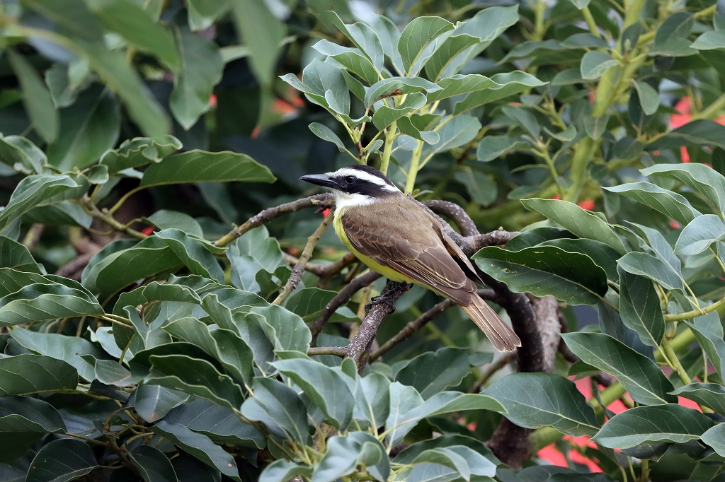 Schwefelmaskentyrann (Great kiskadee, Pitangus sulphuratus)