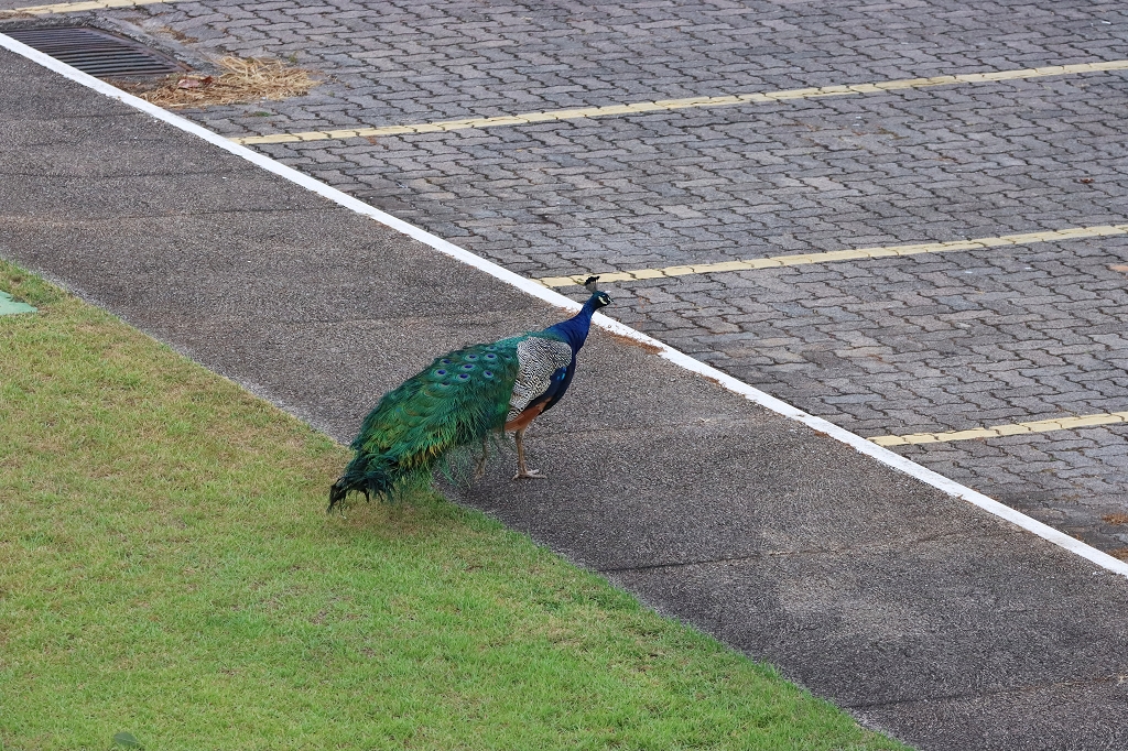 Blauer Pfau (Indian peafowl or common peafowl, Pavo cristatus) im Brasilia Palace Hotel