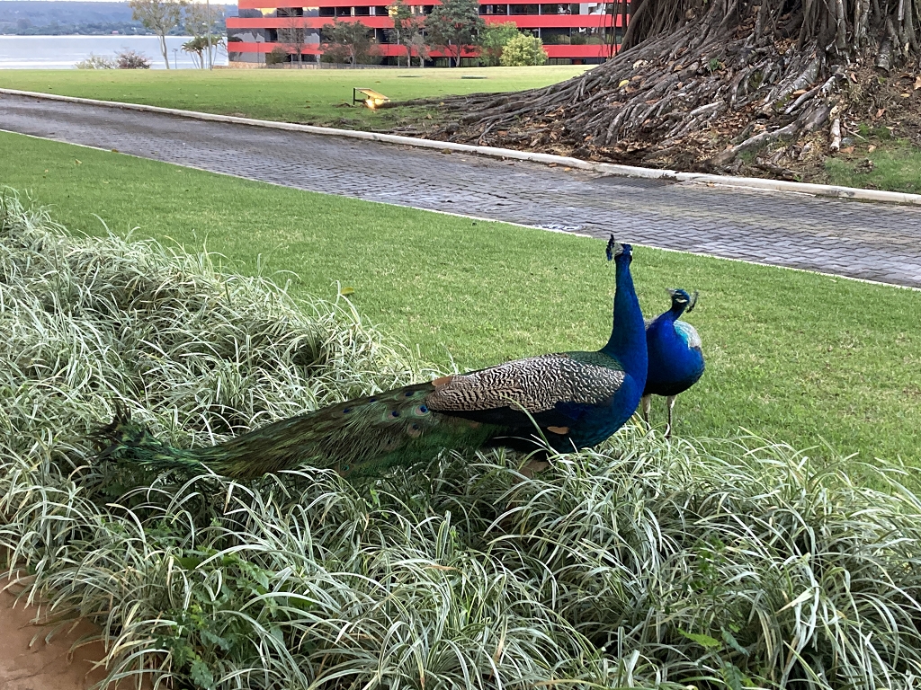 Blauer Pfau