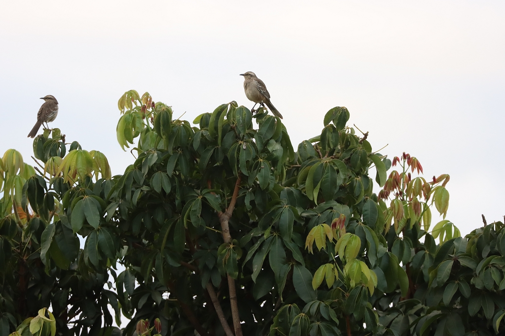 Camposspottdrosseln (Chalk-browed mockingbird, Mimus saturninus)