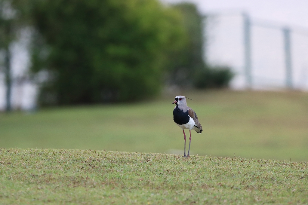 Bronzekiebitz (Southern lapwing, Vanellus chilensis)