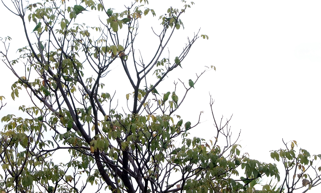 Gelbflügelsittiche (Yellow-chevroned parakeet, Brotogeris chiriri)