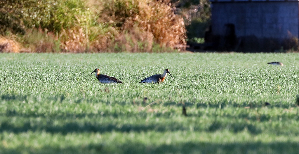 Weißhalsibisse (Buff-necked ibis, Theristicus caudatus)