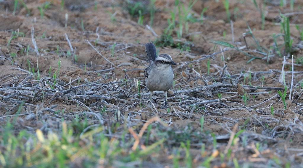 Camposspottdrossel (Chalk-browed mockingbird, Mimus saturninus)