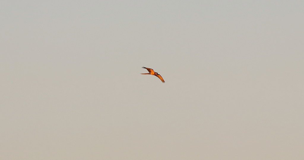 Gelbbrustara (Blue-and-yellow macaw, Ara ararauna)