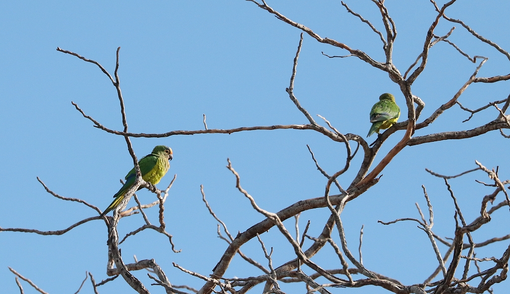 Goldstirnsittiche (Peach-fronted conure oder Peach-fronted parakeet, Eupsittula aurea, Syn.: Aratinga aurea)