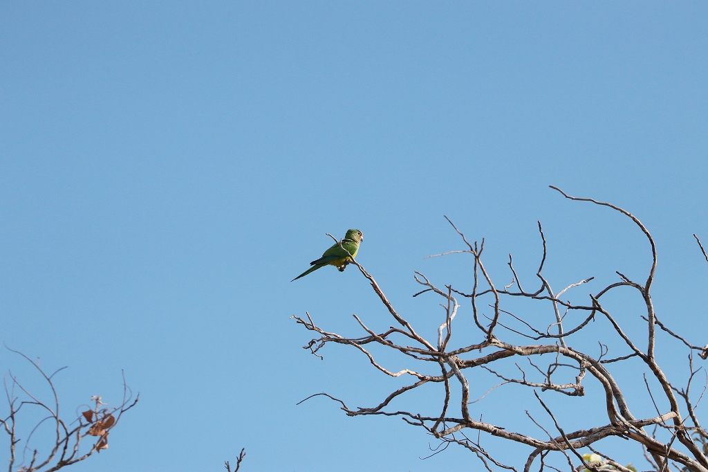Goldstirnsittiche (Peach-fronted conure oder Peach-fronted parakeet, Eupsittula aurea, Syn.: Aratinga aurea)