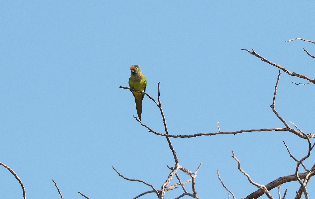 Goldstirnsittiche (Peach-fronted conure oder Peach-fronted parakeet, Eupsittula aurea, Syn.: Aratinga aurea)