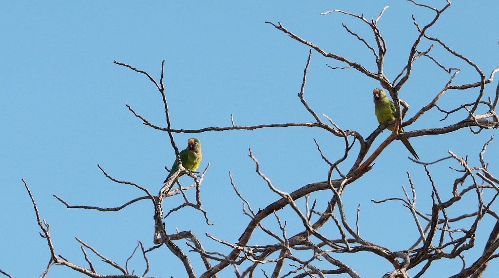 Goldstirnsittiche (Peach-fronted conure oder Peach-fronted parakeet, Eupsittula aurea, Syn.: Aratinga aurea)