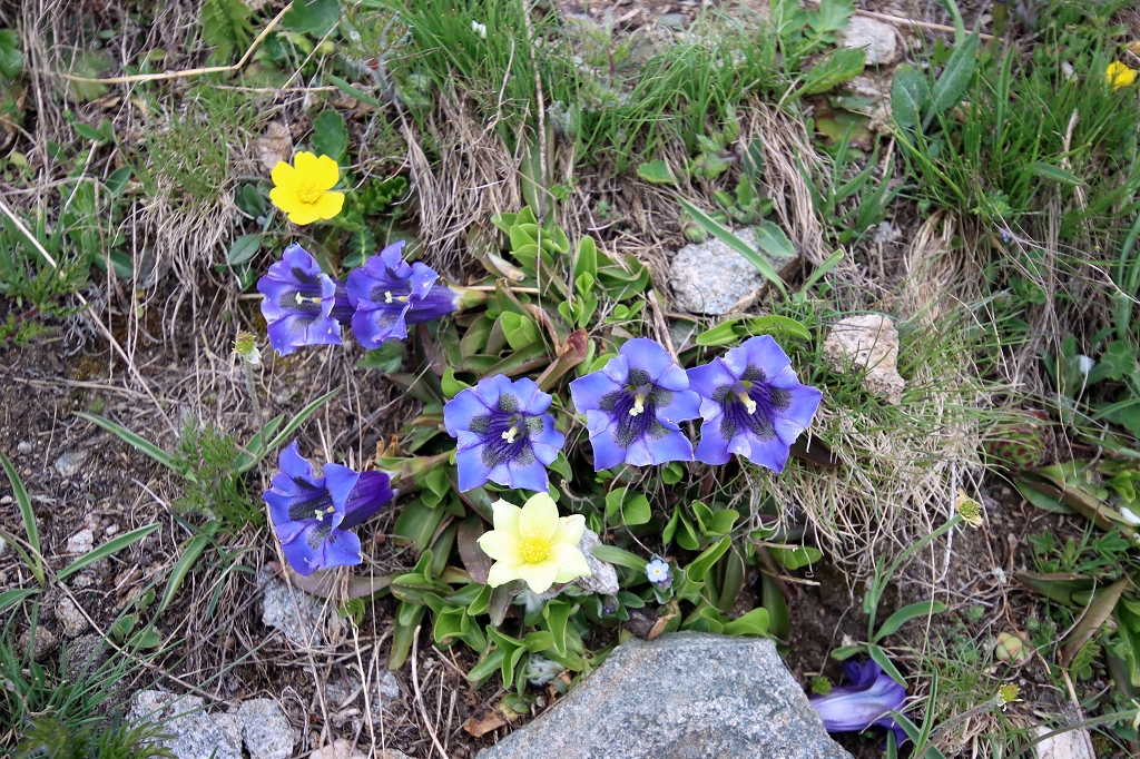 Frühling in den Bergen