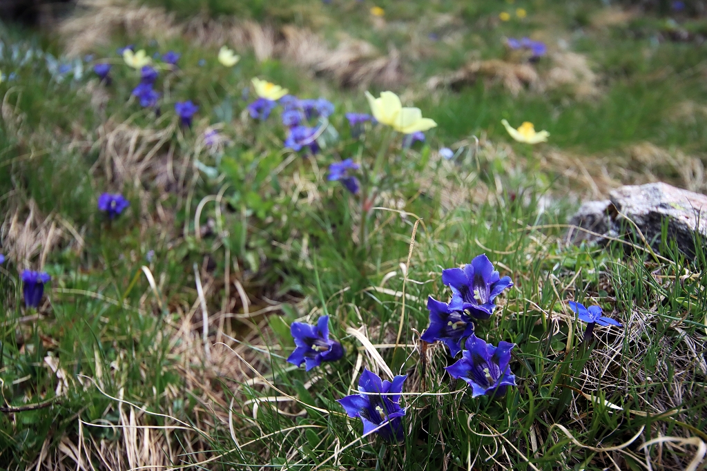 Frühling in den Bergen