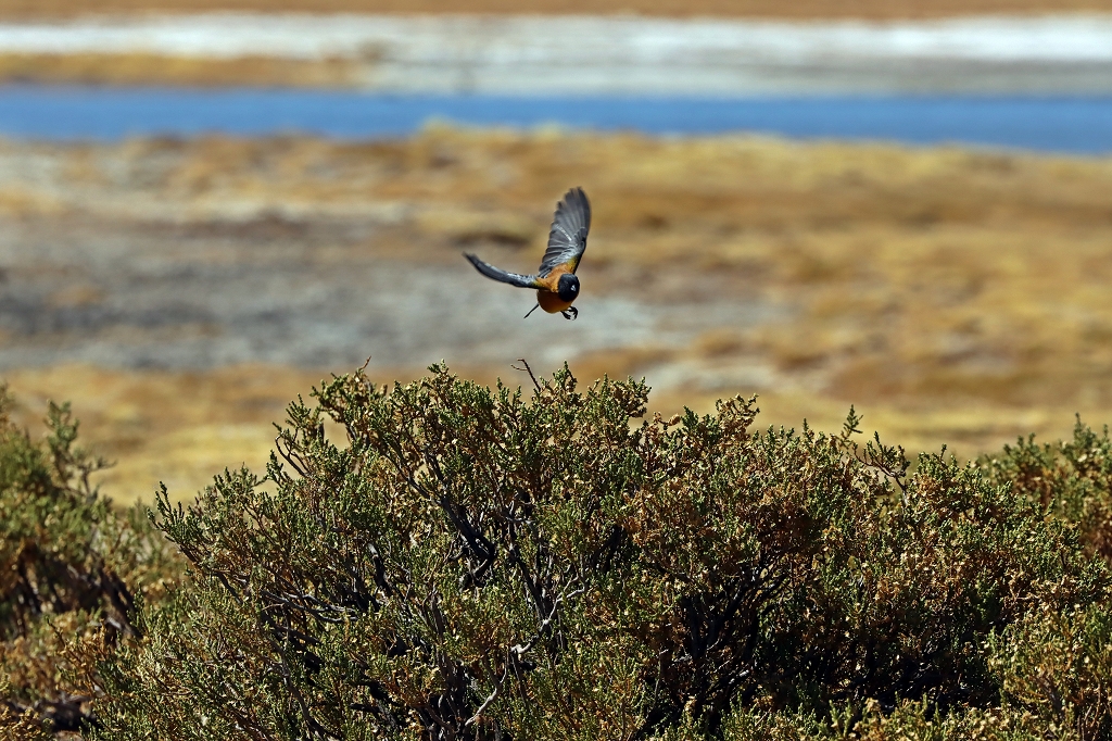 Kapuzenammertangare (black-hooded sierra finch; Phrygilus atriceps), Salar de Tara, Chile