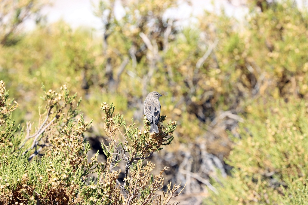 Aschbrustämmerling (ash-breasted sierra finch; Geospizopsis plebejus), Salar de Tara, Chile