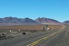 Vicuñas auf der Ruta 27