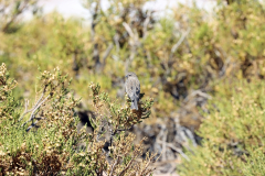 Aschbrustämmerling (ash-breasted sierra finch; Geospizopsis plebejus), Salar de Tara, Chile