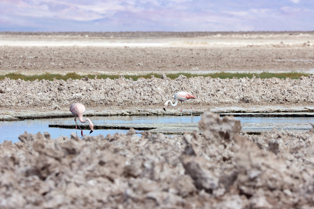 Chileflamingos (Chilean flamingo, Phoenicopterus chilensis), Laguna Chaxa, Chile