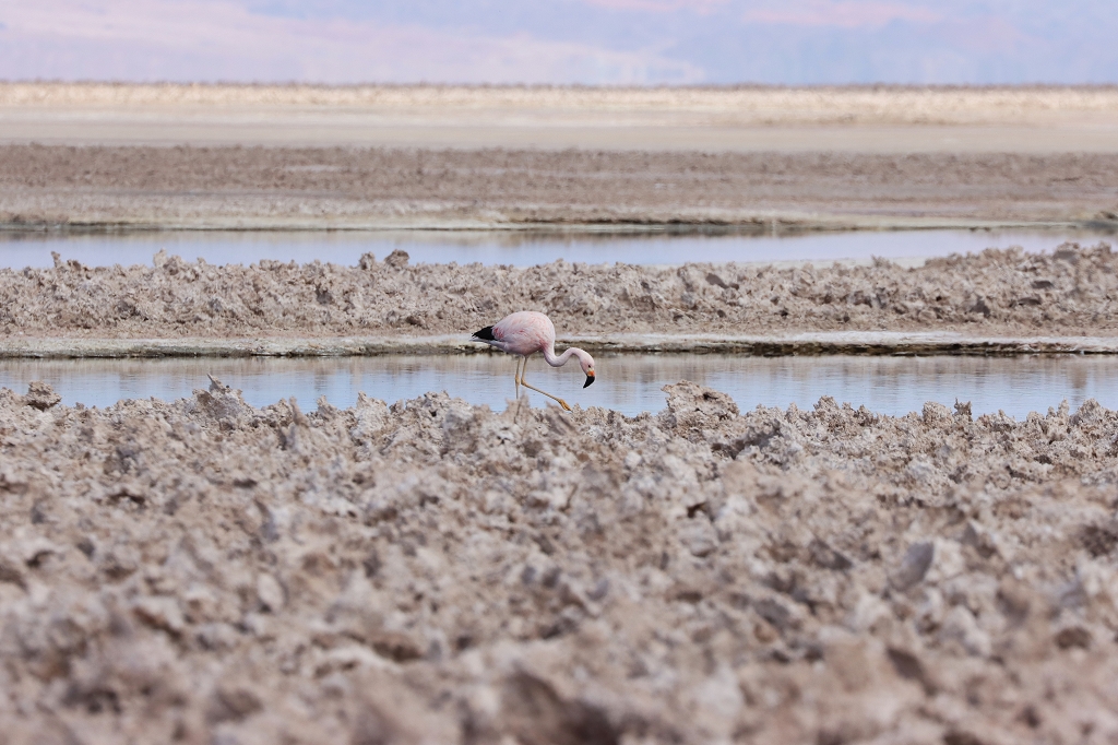 Andenflamingo (Andean flamingo, Phoenicoparrus andinus), Laguna Chaxa, Chile