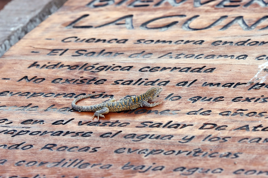 Fabian´s Lizard, Liolaemus fabiani, Laguna Chaxa