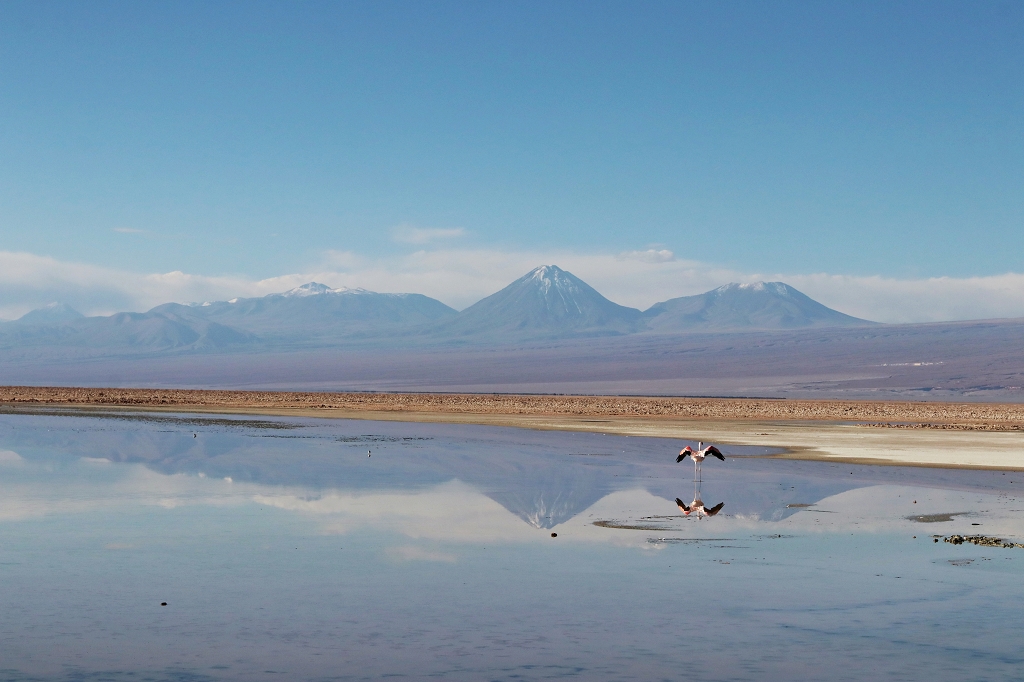 Spiegelung von Licancabur (Mitte) und den Cerro Juriques (rechts) in der Laguna Chaxa, Chile