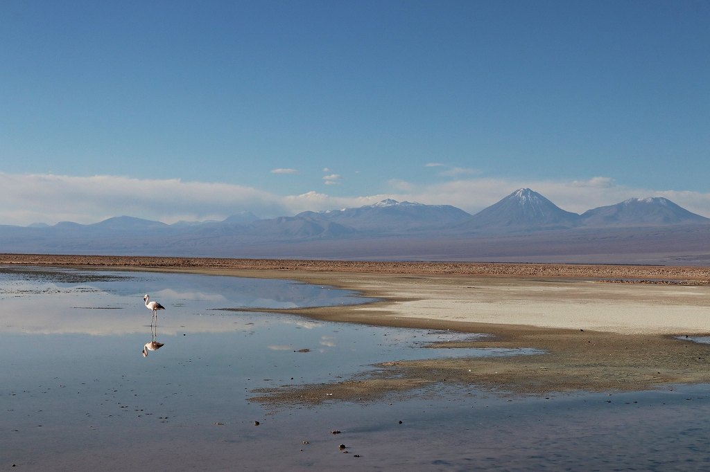 Licancabur (Mitte), Cerro Juriques (rechts) und Andenflamingo in der Laguna Chaxa, Chile