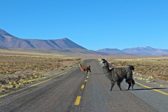 Lamas auf der Ruta 23 nach Socaire