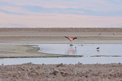 Flamingos Laguna Chaxa