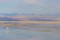 Flamingos Laguna Chaxa