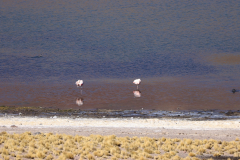 Flamingos an der Laguna Miñiques in Chile