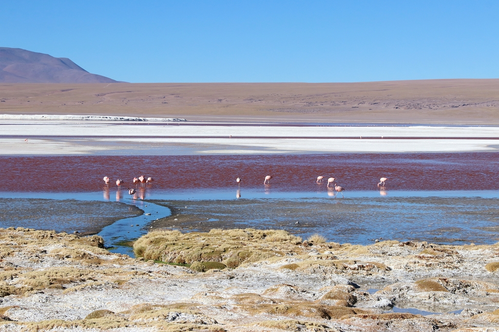 Flamingos Laguna Colorado, Bolivien