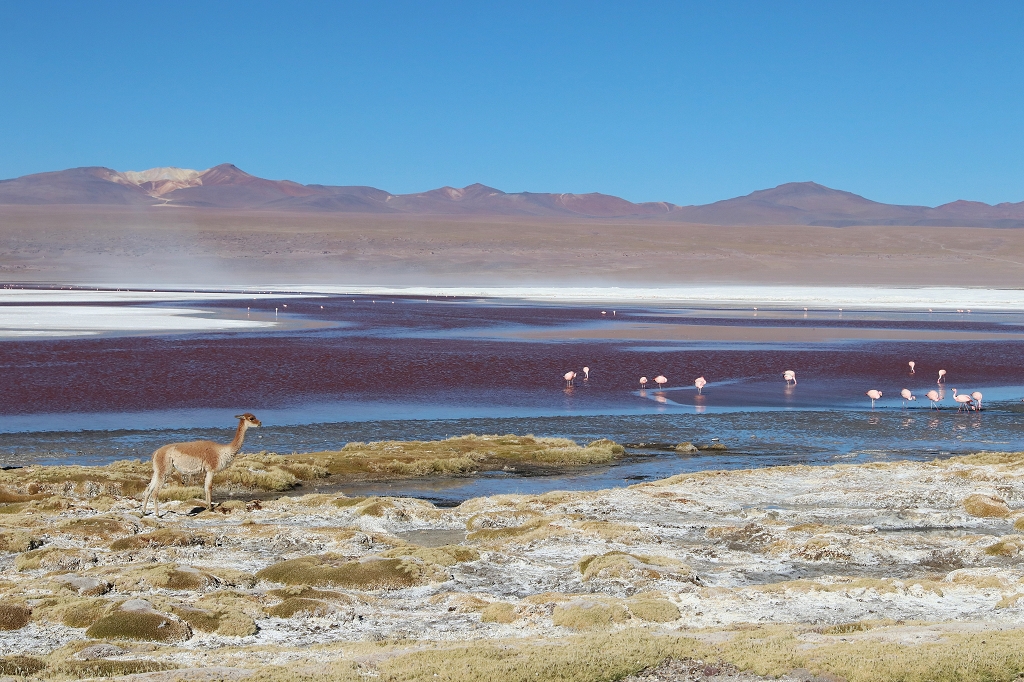 Flamingos Laguna Colorado, Bolivien