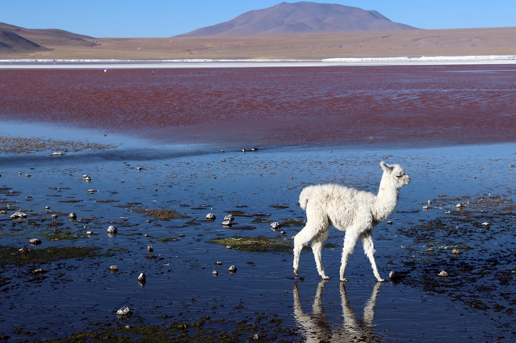 Lama in der Laguna Colorado, Bolivien