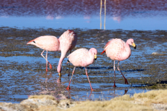 Flamingos in der Laguna Colorado, Bolivien