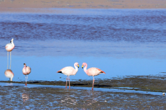 Flamingos in der Laguna Colorado, Bolivien
