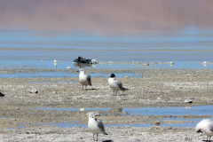 Andenmöwen (Andean gull, Chroicocephalus serranus), Laguna Saluda, Bolivien