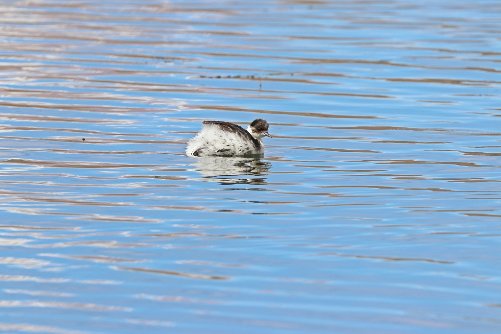 Inkataucher (Silvery grebe, Podiceps occipitalis) am Lago Chungará