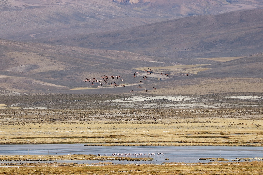 Flamingos im Feuchtgebiet Bofedal de Parinacota