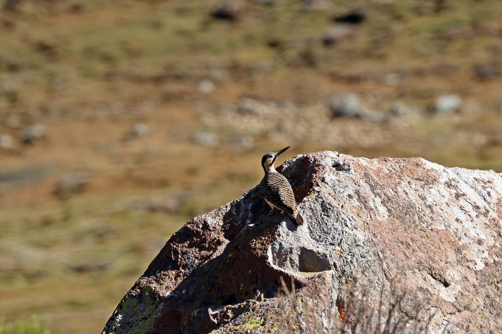 Südandenspecht (Andean flicker, Colaptes rupicola) in den Bergen Chiles