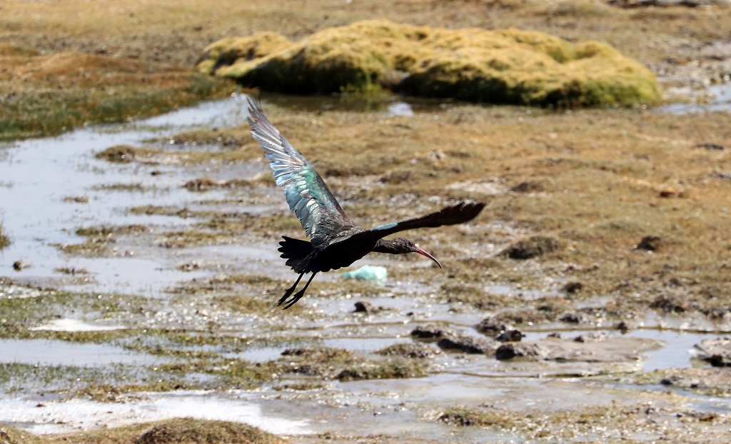 Punasichler (Puna Ibis; Plegadis ridgwayi) im Feuchtgebiet Bofedal de Parinacota