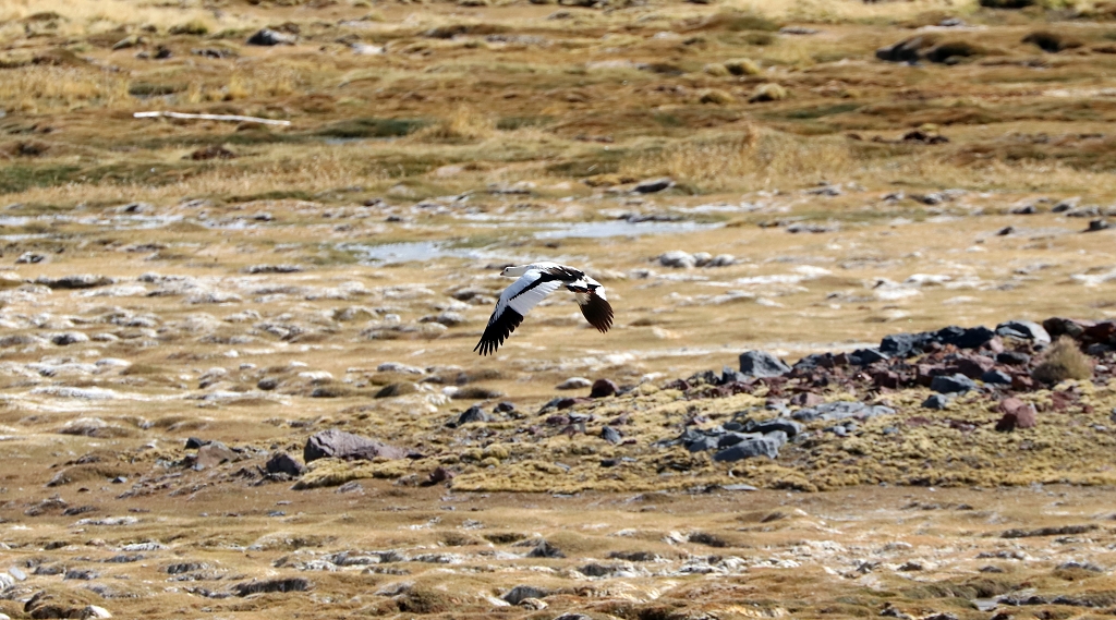 Andengans (Andea goose, Chloephaga melanoptera) im Feuchtgebiet Bofedal de Parinacota