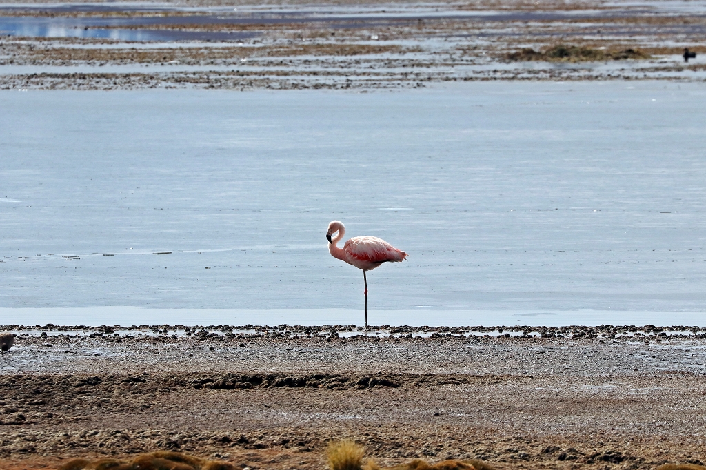 Flamingo am Lago Chungará