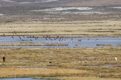 Flamingos im Feuchtgebiet Bofedal de Parinacota