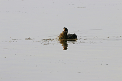 Riesenblässhühner (Giant coot, Fulica gigantea) am Lago Chungará