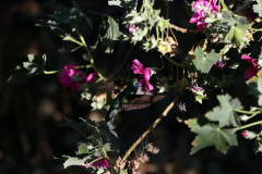 Glanz-Veilchenohrkolibri (Sparkling violetear, Colibri coruscans), Putre