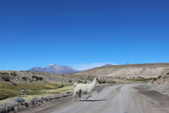 Lamas überqueren unbeeindruckt die Ruta 95