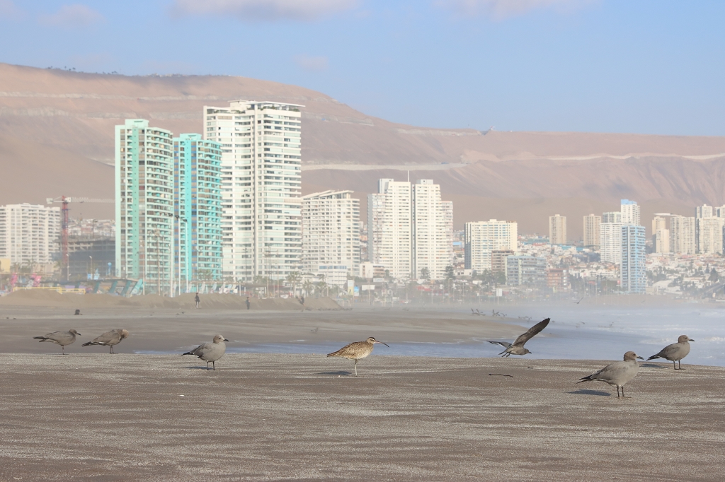 Graumöwen (Grey gull, Leucophaeus modestus) im Schlichtkleid und Regenbrachvögel (Eurasian or common whimbrel, Numenius phaeopus) am Strand von Iquique