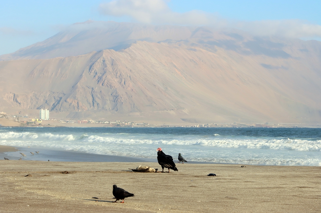 Truthahngeier (Turkey vulture, Cathartes aura) am Strand von Iquique