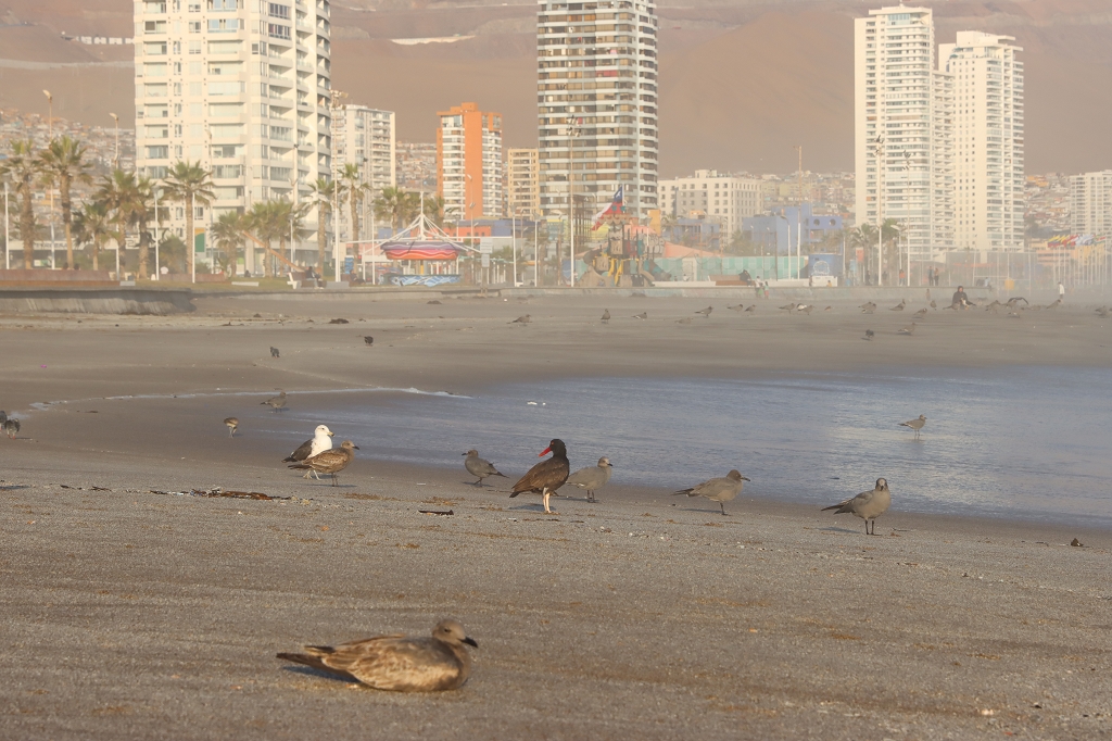 Südamerikanische Austernfischer (blackish oystercatcher, Haematopus ater) am Strand von Iquique