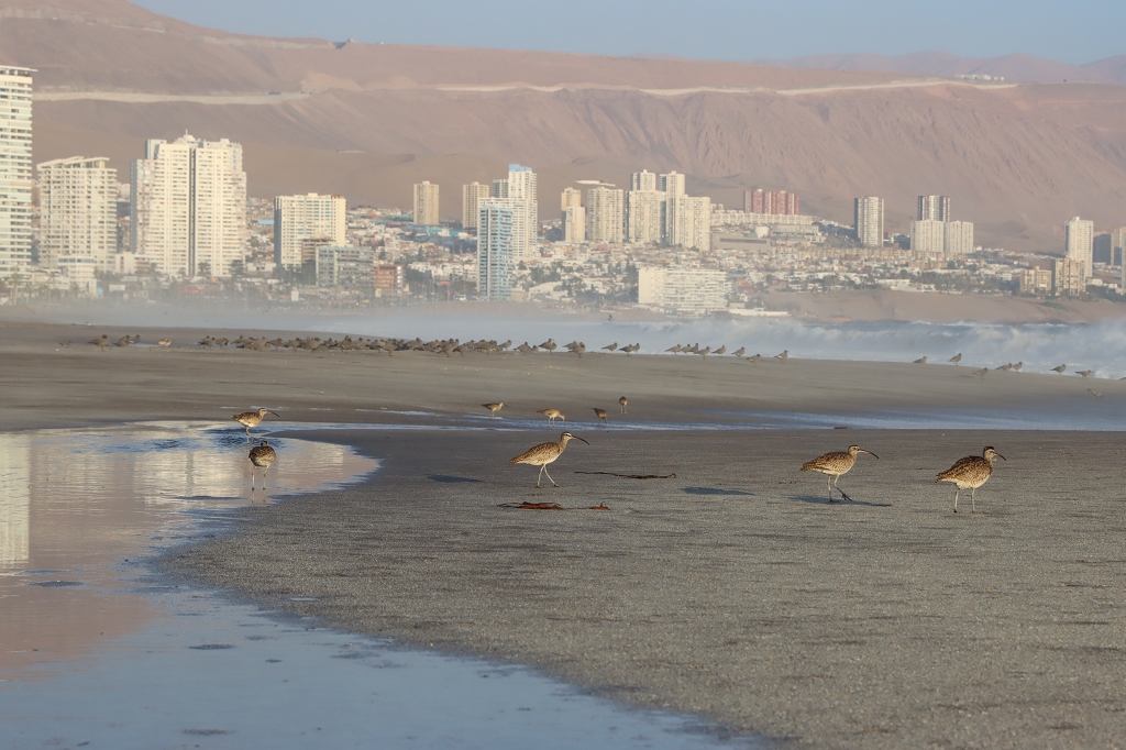 Regenbrachvögel und im Hintergrund Graumöwen am Strand von Iquique