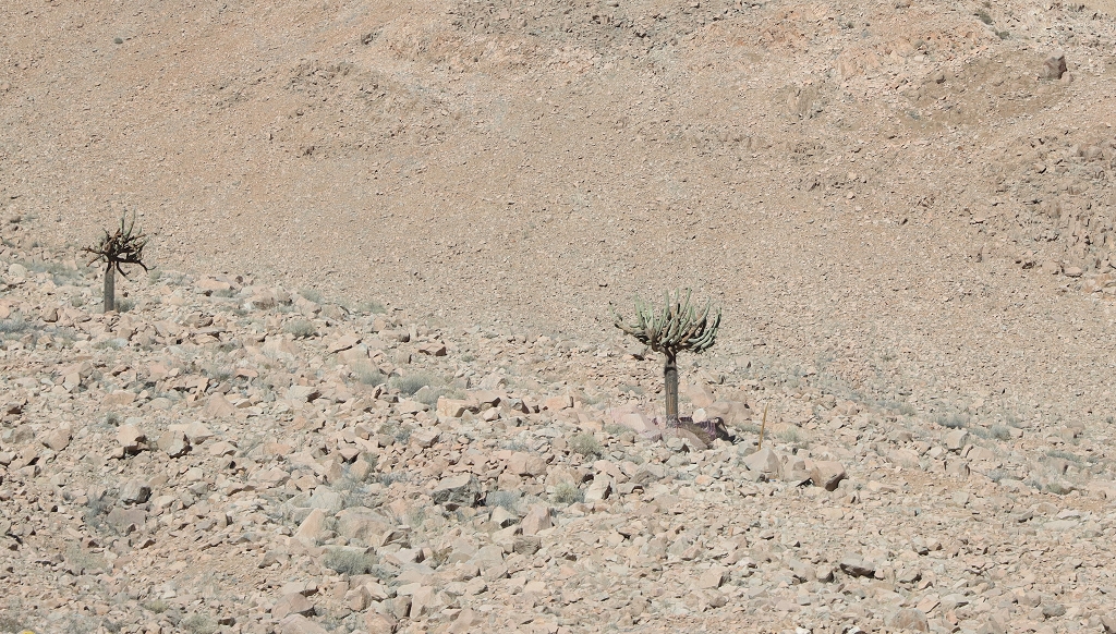 Kandelaberkaktus (Browningia candelaris) auf dem Weg nach Arica