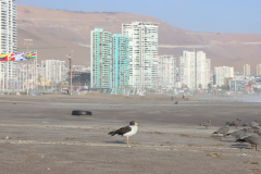 Graumöwen (Grey gull, Leucophaeus modestus) im Schlichtkleid und ein Albatros oder Sturmvogel am Strand von Iquique